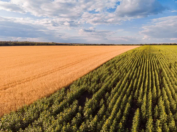 Aerial Top View Drone Sunflower Wheat Fields Summer Time — Stock Photo, Image