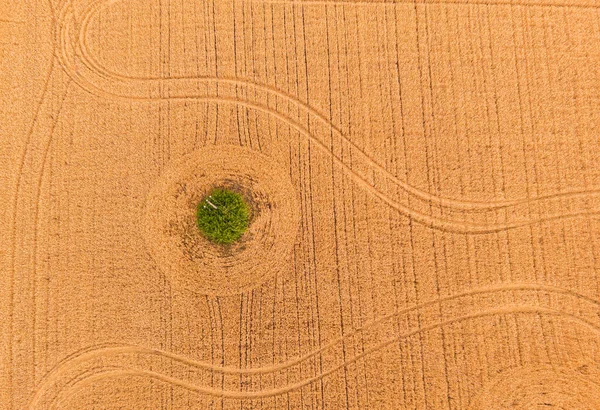 Breathtaking Top View Agricultural Area Cultivated Fields Sunny Day Drone — Stock Photo, Image