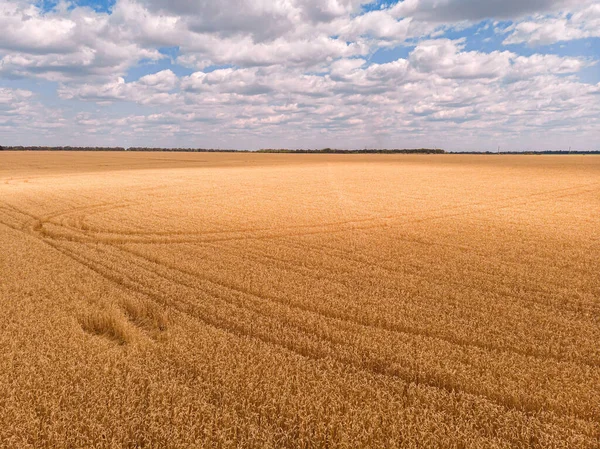 Vue Aérienne Des Champs Blé Mûrissant Ferme Sous Ciel Bleu — Photo