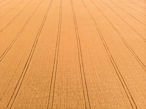Aerial View Wheat Field Tracks Tractor Agricultural Texture Background Summer — Stock Photo, Image