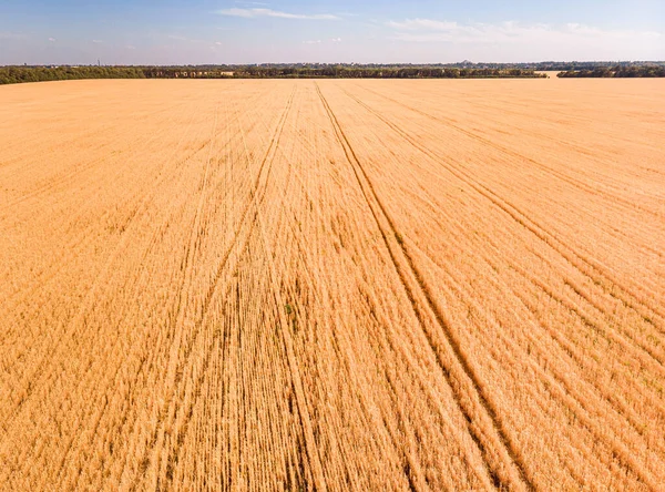 Vue Aérienne Des Champs Blé Mûrissant Ferme Sous Ciel Bleu — Photo