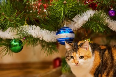 Noel süslerinin yanındaki ağaçta oturup çelenge bakan sevimli bir kedi..