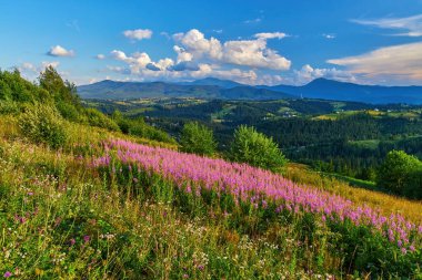 Çiçek açan mor kır çiçekleri (ateş otu) ile kaplı yamaçlara sahip canlı yaz manzarası. Mavi gökyüzünün altında görünen, beyaz bulutlu ormanlık tepeler..