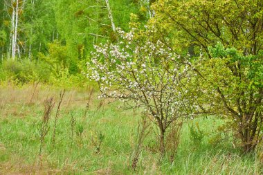 Vahşi bir çiçek ağacı, muhtemelen bir kuş kirazı ya da elma ağacı, narin beyaz çiçeklerle kaplı, yemyeşil bir çayırda duruyor. Arka planda bir huş ağacı ormanı görülebilir..