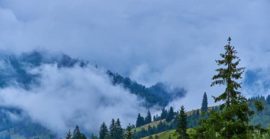 Yoğun sis ormanlık dağ yamaçlarını yutar. Yoğun alçak bulutların arasından sadece yeşil ağaçlar çıkar. Atmosferik ve gizemli vahşi doğa sahnesi.
