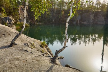 Sakin bir gölün kıyısındaki kayalık bir oluşumdan kararlı bir şekilde büyüyen huş ağacı, arka planda mavi bir gökyüzünün altında ormanla birlikte..