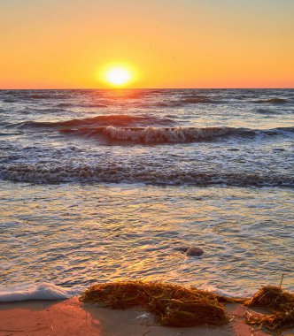 Deniz yosunu, muhtemelen Lato ya da Sargassum, gün batımında kumlu bir sahilde karaya vurmuş. Arka planda okyanus dalgaları.