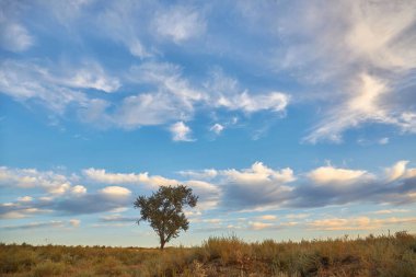 Yalnız bir ağaç, muhtemelen bir Brachychiton gregorii (Çöl Kurrajong), dağınık beyaz bulutlarla mavi gökyüzünün altında, engin ve kurak bir arazide durur..