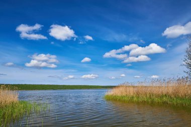 Kristal berrak suyu olan sakin bir göl mavi gökyüzünü, ince bulutları ve uzak, yoğun yeşil ormanı mükemmel yansıtır. Önünde sazlıklar olan huzurlu doğal manzara.