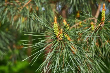 Daldaki canlı yeşil çam iğnelerinin makro görüntüsü dokularını ve detaylarını gözler önüne seriyor. Yumuşak bulanık doğal arkaplan kozalaklı bir ağacın.