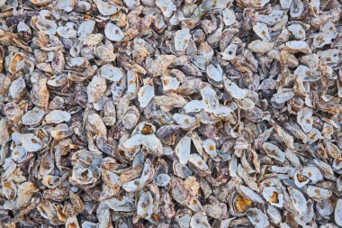 Yıpranmış istiridye kabuklarından oluşan, yakından, tepeden tırnağa bir görüntü. Değişik renkler ve dokular soyut ve doğal bir arkaplan sağlar..