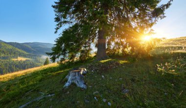 Alçak açılı bir bakış açısı, çimenli bir yamaçtan her zaman yeşil olan büyük bir ağaca bakıyor, sabah güneşi bir yıldız patlaması yaratıyor. Öndeki yaşlı ağaç kütüğü arkasında sisli tepeler.