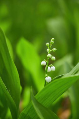 Vadideki güzel beyaz zambak (Convallaria majalis) çiçekleri, kendilerine özgü çan şekilleri ve geniş yeşil yapraklarıyla, yumuşak bulanık bir arka plana karşı.