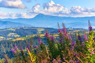 Yüksek mor kır çiçeklerinin (ateş yosunu epilobiyumunun) dağ yamacında çiçek açtığını, ormanlık tepelere ve mavi gökyüzünün altındaki bulutlu uzak tepelere bakınız..