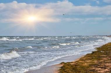Birkaç martı dalgalı bir deniz ve kumlu plajın üzerinde uçuyor. Gökyüzü beyaz kabarık bulutlarla mavidir. Vahşi yaşam ile dinamik deniz manzarası.