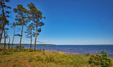 Ormanla çevrili sakin bir gölün panoramik manzarası. Sağdan yükselen uzun çam ağaçları, parlak mavi bir gökyüzü ve ön planda kırmızımsı bir kıyı şeridi ile.