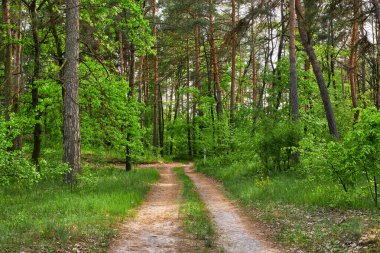 Uzun, ince ağaç gövdeleri ve yemyeşil çalılıkları olan sık bir ormanın iç manzarası. Güneş ışığı gölgelikten süzülür, noktalı bir ışık ve gölge etkisi yaratır..