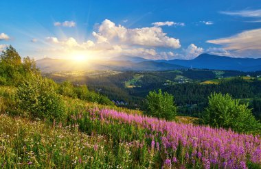 Canlı mor kır çiçekleri (ateş otu) ile çiçek açan bir çayır manzaralı yaz manzarası. Mavi gökyüzünün altında, beyaz bulutlu ormanlık tepeler.