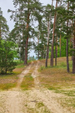 Dar kumlu bir patika, yemyeşil ağaçlar ve çalılarla dolu çimenli bir tarlada kıvrılır. Bulutlu bir gökyüzünün altındaki bahar manzarası barışçıl bir kırsal atmosferi çağrıştırıyor..