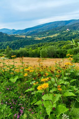 Önde gelen sarı çiçekler ve otlar da dahil olmak üzere renkli kır çiçeklerinin açtığı bir dağ çayırından manzara. Bulutlu bir gökyüzünün altındaki ormanlı tepeler.