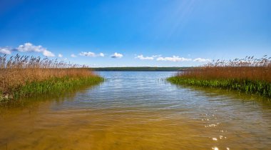 Gölde güneşli, güneşli bir gün, sakin sular uzun sazlıklar arasında uzanıyor. Dağılmış bulutlu mavi gökyüzü canlı ve huzurlu yaz atmosferini yansıtıyor..