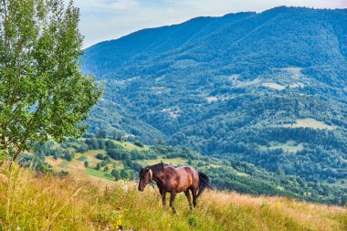 Çimenli bir dağ yamacından manzaralı iki ağaç ve açık mavi gökyüzünün altındaki ormanlık tepelere bakan kırsal ahşap bir çit. Kırsal alan.