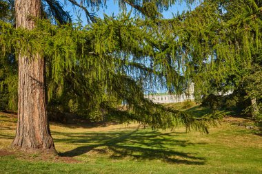 Erişkin bir karaçam ağacının sarkan dalları tarafından çerçevelenmiş, güneşli benekli bir çimenlikte uzak beyaz bir malikane manzarası. Huzurlu park alanı.