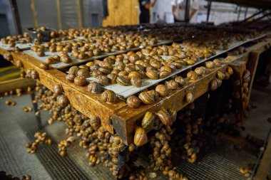 Helix aspersa salyangozlarından oluşan geniş bir grup Heliciculture çiftliği içinde yoğun bir şekilde dikey siyah ağ üzerinde toplandı. Salyangoz için salyangoz yetiştiriciliğinin yakın çekim görüntüsü.