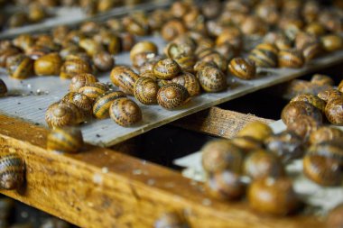 Helix aspersa salyangozlarından oluşan geniş bir grup Heliciculture çiftliği içinde yoğun bir şekilde dikey siyah ağ üzerinde toplandı. Salyangoz için salyangoz yetiştiriciliğinin yakın çekim görüntüsü.