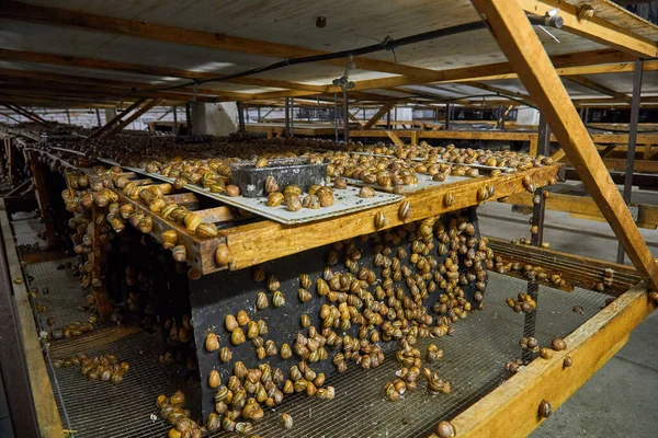 Helix aspersa salyangozlarından oluşan geniş bir grup Heliciculture çiftliği içinde yoğun bir şekilde dikey siyah ağ üzerinde toplandı. Salyangoz için salyangoz yetiştiriciliğinin yakın çekim görüntüsü.