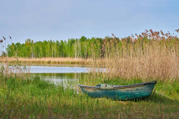 Eski, yıpranmış, yeşil ahşap bir kayığın yakınındaki sazlıklar ve sakin su kıyısında karaya vurmuş. İç ahşap koltukları ve kırsal durumu gösterir.