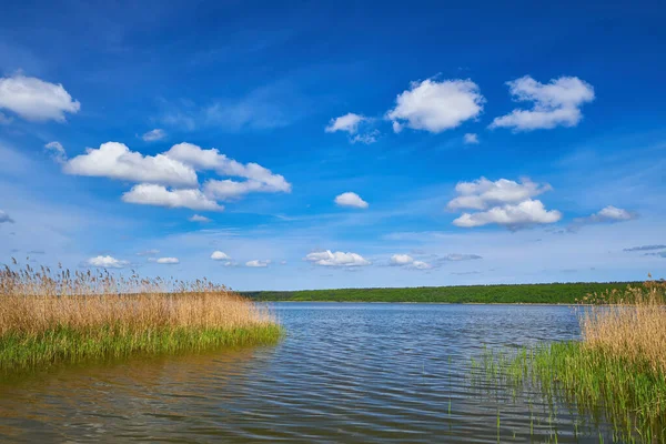 Kristal berrak suyu olan sakin bir göl mavi gökyüzünü, ince bulutları ve uzak, yoğun yeşil ormanı mükemmel yansıtır. Önünde sazlıklar olan huzurlu doğal manzara.