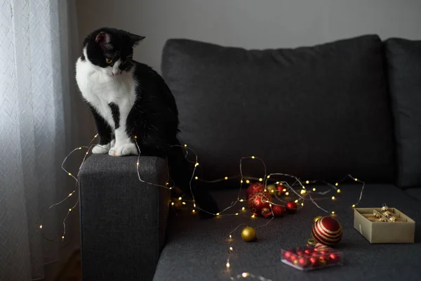 Schwarz Weiße Katze Beim Blick Auf Die Weihnachtsdekoration — Stockfoto
