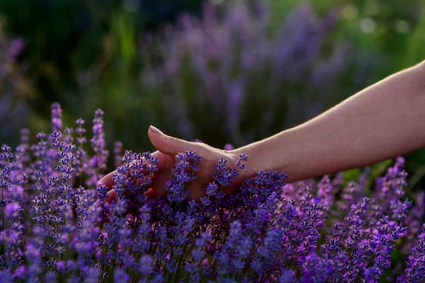 フィールドでラベンダー花に触れる女性の手 ストック画像