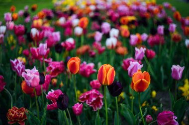 Bir parkta bir çimenlikte renkli lale