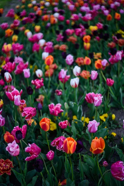 公園の芝生の上のカラフルなチューリップ ストックフォト