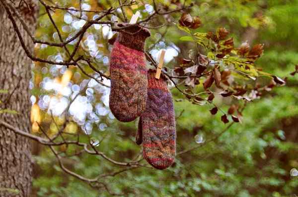 Handgestrickte Fäustlinge Hängen Herbstwald Ast lizenzfreie Stockfotos