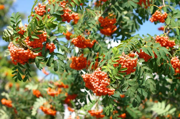 Ashberry Droge Zonnige Dag — Stockfoto