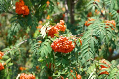 Kuru ve güneşli bir günde Ashberry