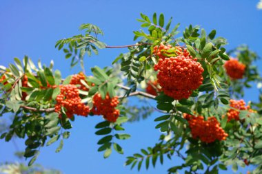 Kuru ve güneşli bir günde Ashberry