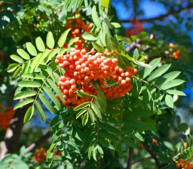 Kuru ve güneşli yaz gününde Ashberry
