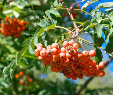 Kuru ve güneşli yaz gününde Ashberry