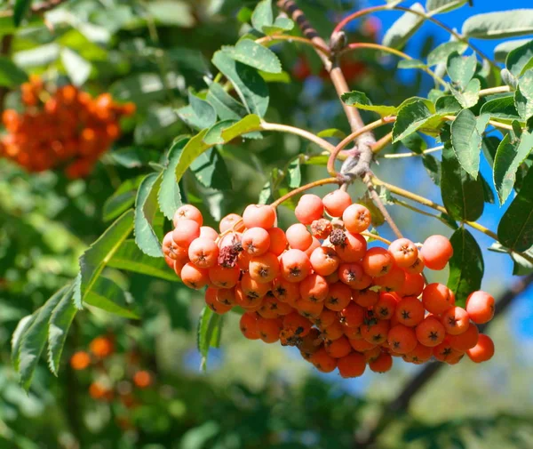 Kuru ve güneşli yaz gününde Ashberry