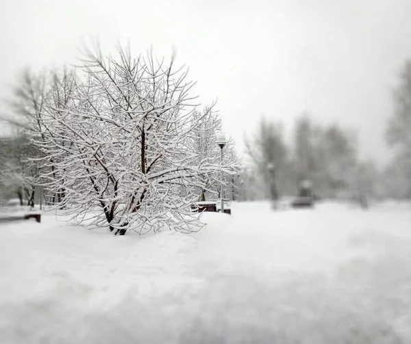 Parc Municipal Après Les Chutes Neige Jour — Photo