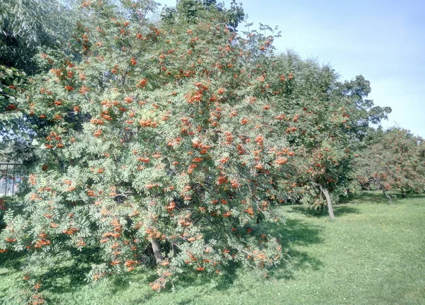 Ashberry Journée Sèche Ensoleillée — Photo