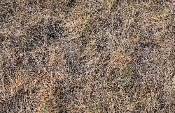 Dry Grass Autumn — Stock Photo, Image