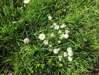 papatya kuru güneşli gün