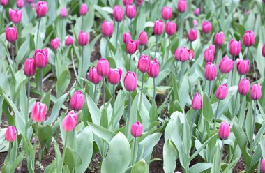 yeryüzünde ilkbahar, Lale