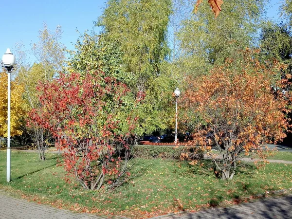 Осень Городском Парке Сухой Солнечный День — стоковое фото
