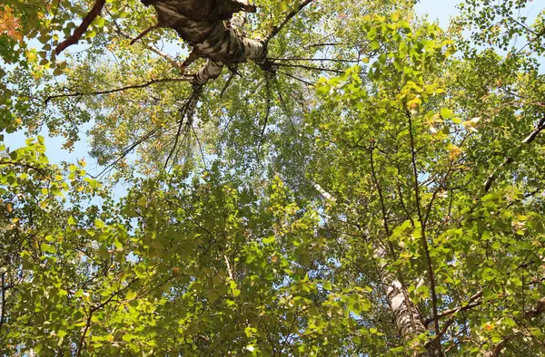 Zielone Liście Drzewach Jesień Wrzesień Dziennego Czasu — Zdjęcie stockowe